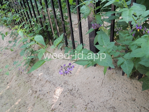 nightshade, bittersweet